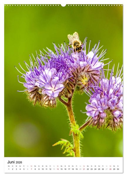 Produktbild: BIENEN - Kleine N&uuml;tzlinge ganz nah (Wandkalender 2026 DIN A2 hoch), CALVENDO Monatskalender