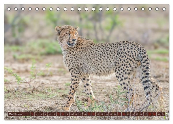 Produktbild: Amazing Cheetahs (Desk Calendar 2026 DIN A5 landscape), CALVENDO 12 Month DeskCalendar