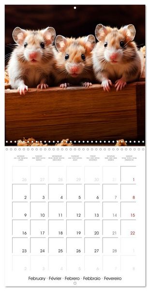Produktbild: Sweet HAMSTERS (Wall Calendar 2026 12 &times; 12 Inch) CALVENDO 12 Month Wall Calendar