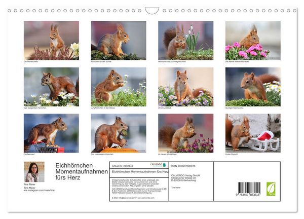 Produktbild: Eichh&ouml;rnchen Momentaufnahmen f&uuml;rs Herz (Wandkalender 2026 DIN A3 quer), CALVENDO Monatskalender