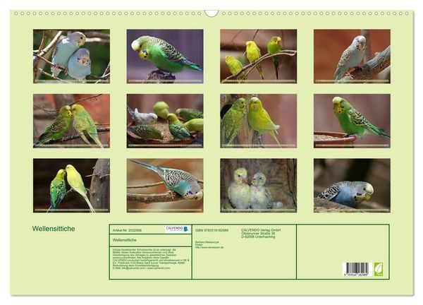 Produktbild: Wellensittiche (Wandkalender 2026 DIN A2 quer), CALVENDO Monatskalender