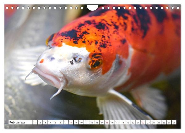 Produktbild: Koi Karpfen. Blickfang und Gl&uuml;cksbringer (Wandkalender 2026 DIN A4 quer), CALVENDO Monatskalender