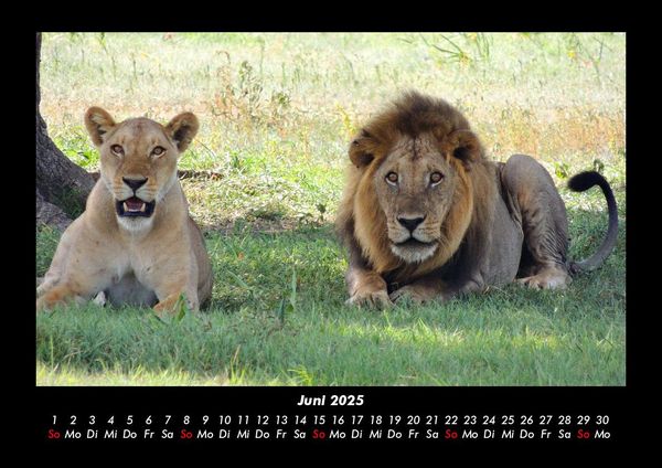 Produktbild: L&ouml;wen in der Wildnis 2025 Fotokalender DIN A3