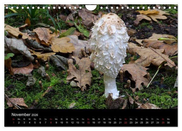 Produktbild: Pilze in Wald und Flur (Wandkalender 2026 DIN A4 quer), CALVENDO Monatskalender