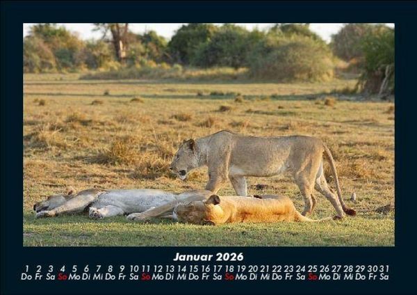 Produktbild: L&ouml;wen in der Wildnis 2026 Fotokalender DIN A5