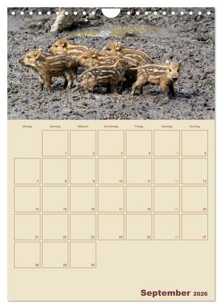 Produktbild: Wildschweine (Wandkalender 2026 DIN A4 hoch), CALVENDO Monatskalender