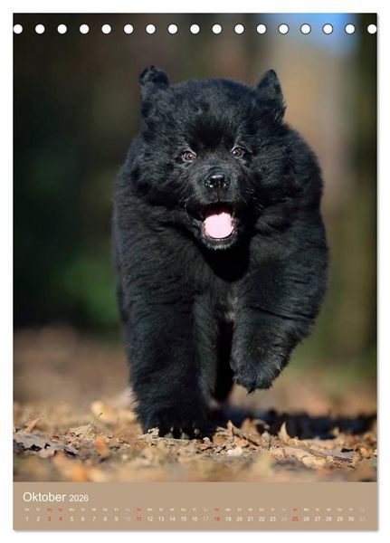 Produktbild: Hundekinder (Tischkalender 2026 DIN A5 hoch), CALVENDO Monatskalender