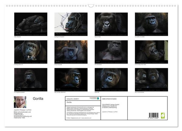 Produktbild: Gorilla (Wandkalender 2026 DIN A2 quer), CALVENDO Monatskalender