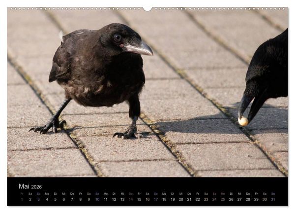 Produktbild: Rabenschwarze Impressionen - meike-ajo-dettlaff.de via wildvogelhlfe.org (hochwertiger Premium Wandkalender 2026 DIN A2 quer), Kunstdruck in Hochglanz