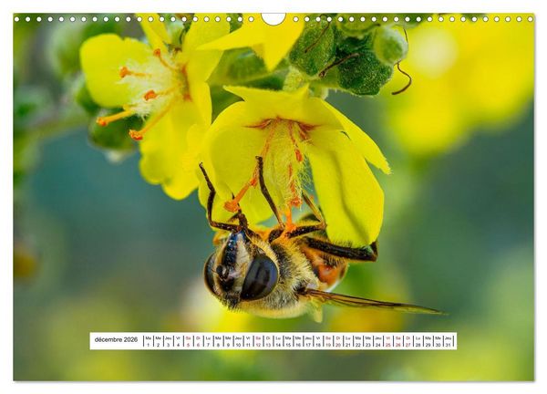 Produktbild: La vie de nos prairies - Les gu&ecirc;pes et les abeilles (Calendrier mural 2026 DIN A3 vertical), CALVENDO calendrier mensuel