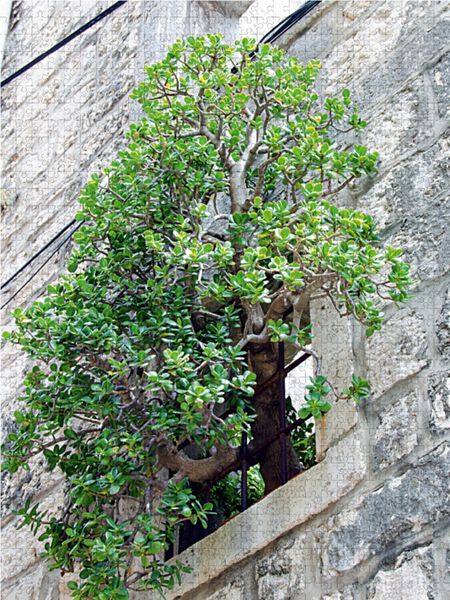 Produktbild: CALVENDO Puzzle Baum im Fenster 1000 Teile Lege-Gr&ouml;&szlig;e 48 x 64 cm Foto-Puzzle Bild von Nina Schwarze