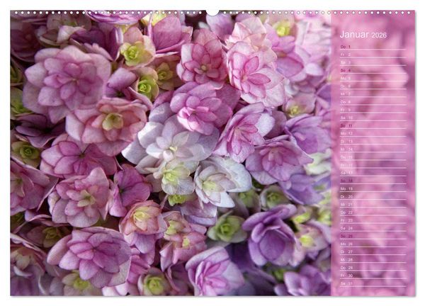 Produktbild: Hortensien / Geburtstagskalender (hochwertiger Premium Wandkalender 2026 DIN A2 quer), Kunstdruck in Hochglanz