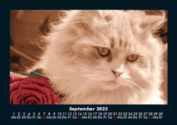 Produktbild: F&uuml;r Katzenfreunde 2025 Fotokalender DIN A5
