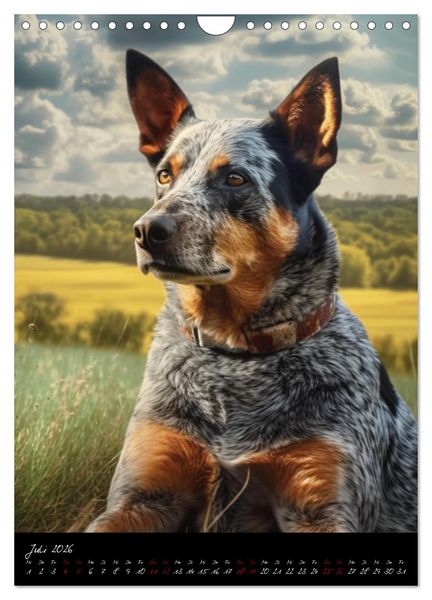 Produktbild: Australian Cattle Dogs (Wandkalender 2026 DIN A4 hoch), CALVENDO Monatskalender