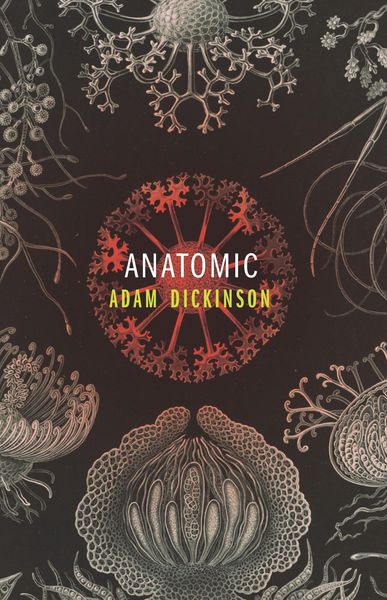 Produktbild: Anatomic