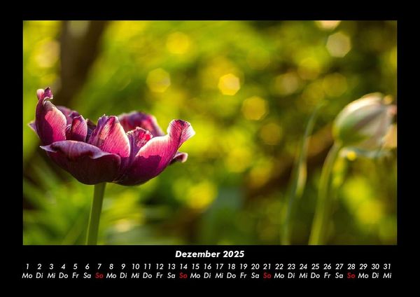 Produktbild: Blumenzauber 2025 Fotokalender DIN A3