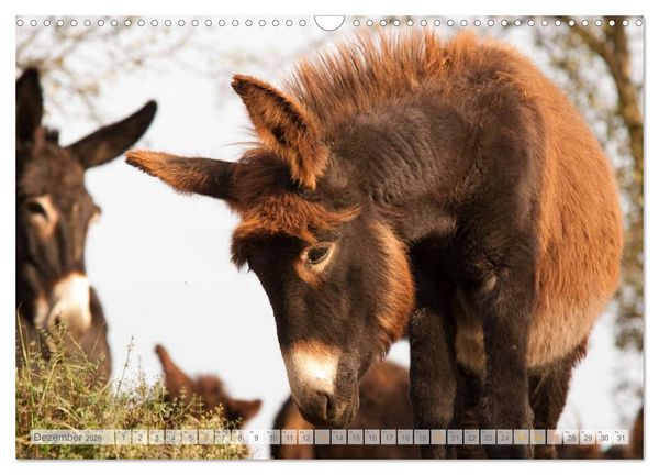 Produktbild: Zauberhafte Esel (Wandkalender 2026 DIN A3 quer), CALVENDO Monatskalender
