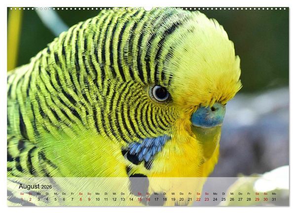 Produktbild: Wellensittiche - gesellige Freunde (Wandkalender 2026 DIN A2 quer), CALVENDO Monatskalender