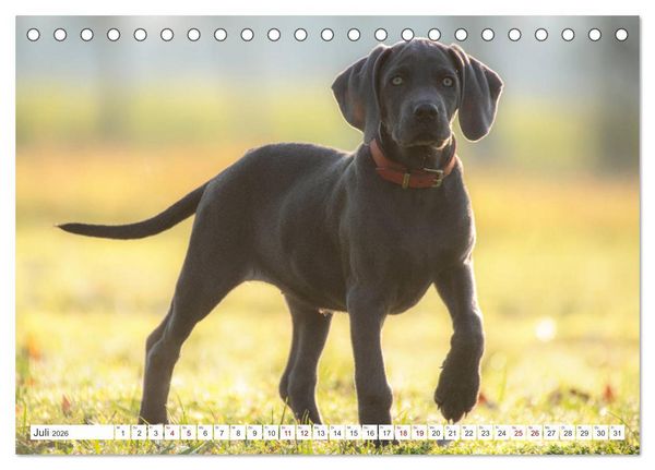 Produktbild: Weimaraner-Labrador (Tischkalender 2026 DIN A5 quer), CALVENDO Monatskalender