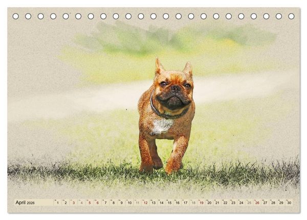 Produktbild: Franz&ouml;sische Bulldoggen 2026 (Tischkalender 2026 DIN A5 quer), CALVENDO Monatskalender