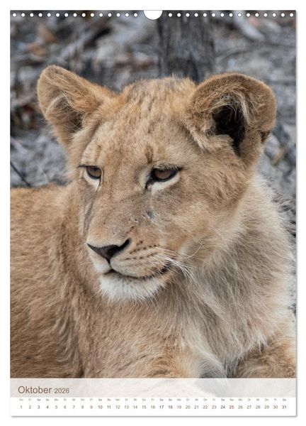 Produktbild: L&ouml;wen in Sabi Sands (Wandkalender 2026 DIN A3 hoch), CALVENDO Monatskalender