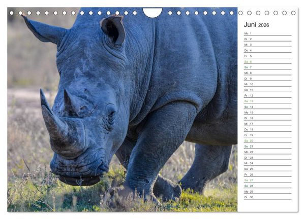 Produktbild: Nash&ouml;rner - Sanfte Riesen (Wandkalender 2026 DIN A4 quer), CALVENDO Monatskalender