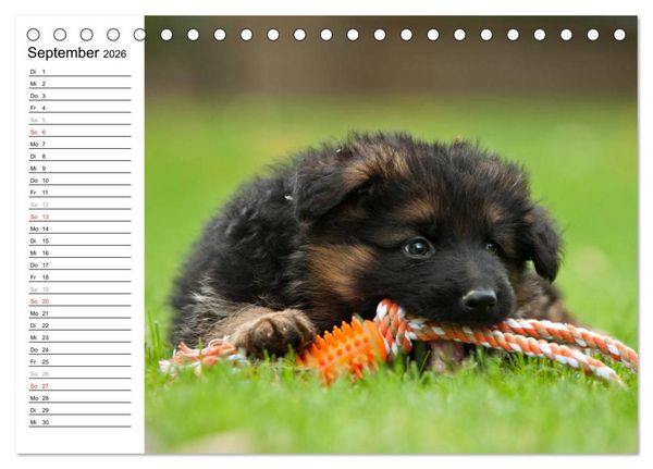 Produktbild: Deutscher Sch&auml;ferhund - Welpen (Tischkalender 2026 DIN A5 quer), CALVENDO Monatskalender