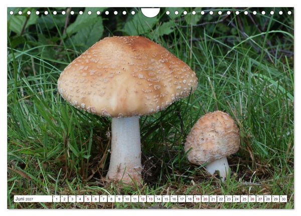 Produktbild: Pilze finden - das ganze Jahr! (Wandkalender 2027 DIN A4 quer), CALVENDO Monatskalender