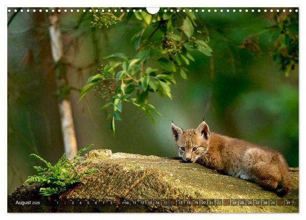 Produktbild: Der Luchs - Dem Pinselohr auf der Spur (Wandkalender 2026 DIN A3 quer), CALVENDO Monatskalender