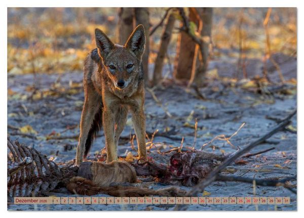 Produktbild: Das Okavango-Delta - Naturwunder im Herzen Afrikas (Tischkalender 2026 DIN A5 quer), CALVENDO Monatskalender