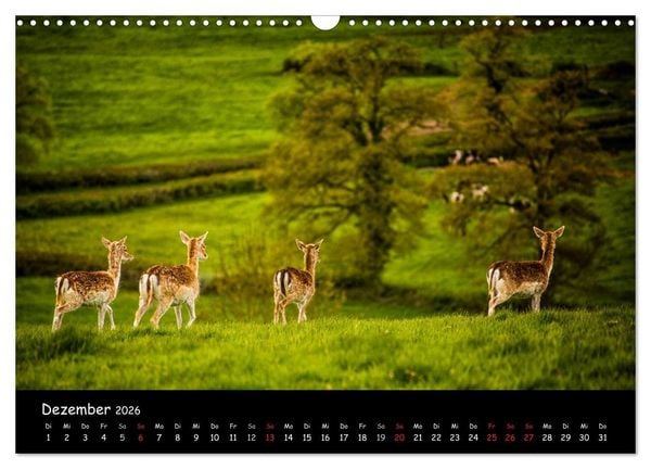 Produktbild: Rehe und Hirsche in freier Natur (Wandkalender 2026 DIN A3 quer), CALVENDO Monatskalender