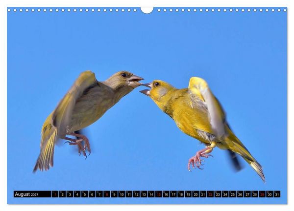 Produktbild: Die Sch&ouml;nheit der Gartenv&ouml;gel im Flug (Wandkalender 2027 DIN A3 quer), CALVENDO Monatskalender