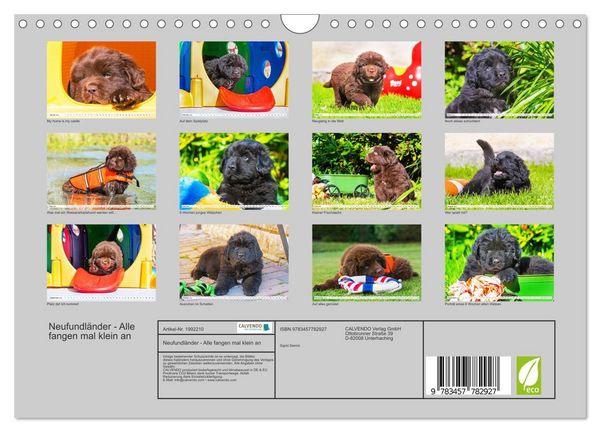 Produktbild: Neufundl&auml;nder - Alle fangen mal klein an (Wandkalender 2026 DIN A4 quer), CALVENDO Monatskalender