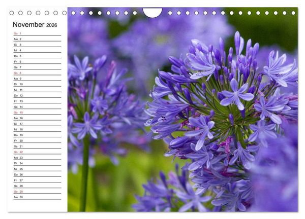 Produktbild: Azoren - S&atilde;o Miguel (Wandkalender 2026 DIN A4 quer), CALVENDO Monatskalender