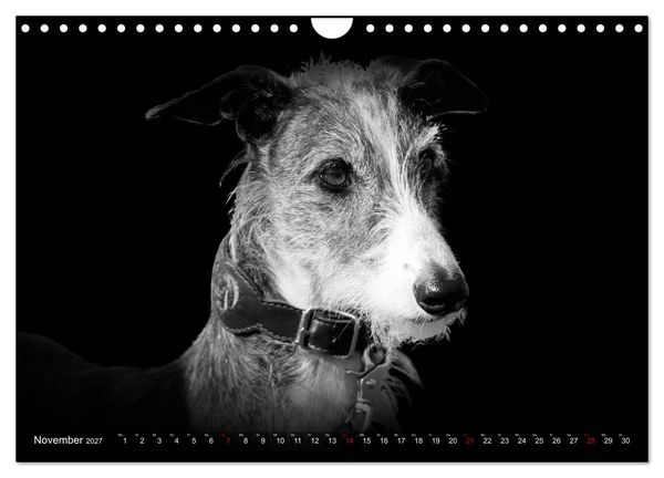 Produktbild: Galgo Espa&ntilde;ol - der spanische Windhund 2027 (Wandkalender 2027 DIN A4 quer), CALVENDO Monatskalender