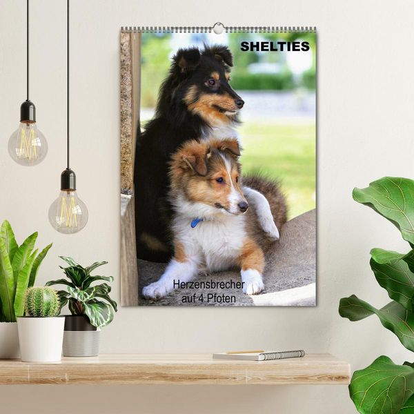 Produktbild: SHELTIES Herzensbrecher auf 4 Pfoten (Wandkalender 2026 DIN A2 hoch), CALVENDO Monatskalender