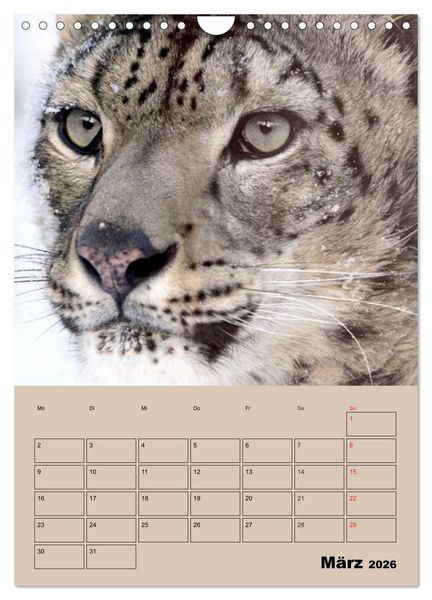 Produktbild: Gro&szlig;katzen. Raubkatzengesichter (Wandkalender 2026 DIN A4 hoch), CALVENDO Monatskalender