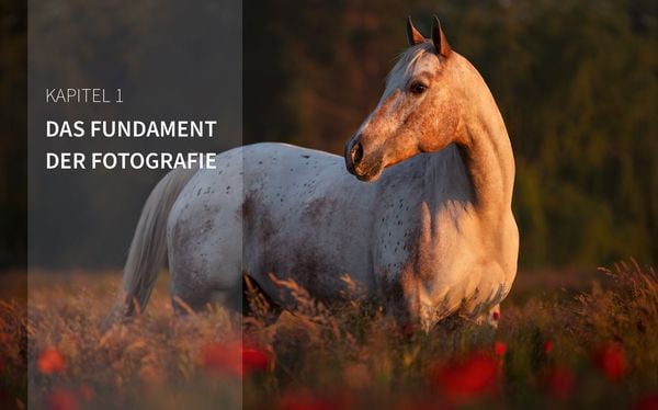 Produktbild: Haustiere perfekt fotografieren