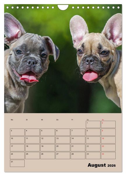 Produktbild: Jahresplaner Franz&ouml;sische Bulldogge (Wandkalender 2026 DIN A4 hoch), CALVENDO Monatskalender