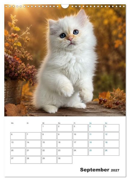 Produktbild: Heilige Birma Kitten Kalender mit Planer (Wandkalender 2027 DIN A3 hoch), CALVENDO Monatskalender