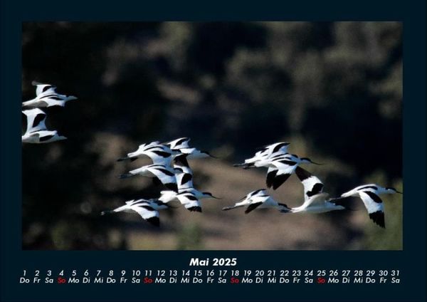 Produktbild: M&ouml;wen 2025 Fotokalender DIN A4