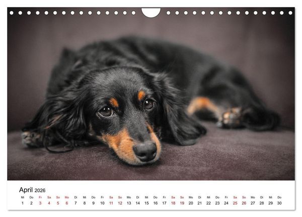 Produktbild: Total gechillte Hunde (Wandkalender 2026 DIN A4 quer), CALVENDO Monatskalender