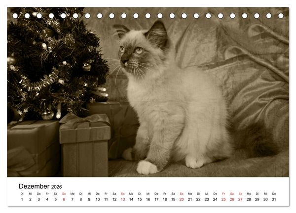 Produktbild: Oma's Katzenkalender 2026 (Tischkalender 2026 DIN A5 quer), CALVENDO Monatskalender