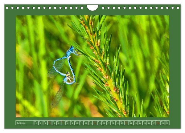 Produktbild: Wir sind die Stars im Garten (Wandkalender 2026 DIN A4 quer), CALVENDO Monatskalender