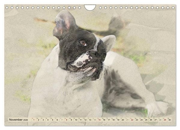 Produktbild: Franz&ouml;sische Bulldoggen 2026 (Wandkalender 2026 DIN A4 quer), CALVENDO Monatskalender