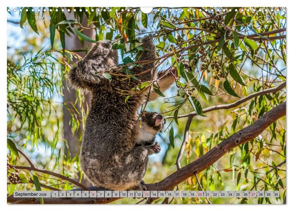 Produktbild: Australische Koalas (Wandkalender 2026 DIN A3 quer), CALVENDO Monatskalender