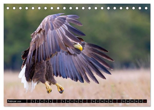 Produktbild: Seeadler in Polen (Tischkalender 2026 DIN A5 quer), CALVENDO Monatskalender