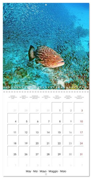 Produktbild: Diving in the deep blue sea (Wall Calendar 2026 12 &times; 12 Inch) CALVENDO 12 Month Wall Calendar