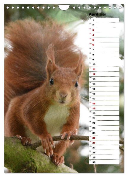 Produktbild: Eichh&ouml;rnchen - kleine Tiere, gro&szlig;e Liebe (Wandkalender 2026 DIN A4 hoch), CALVENDO Monatskalender