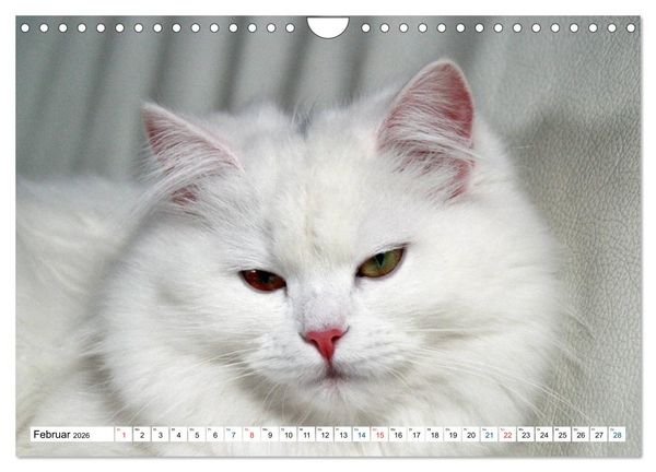 Produktbild: Die Perserkatze - Farbschlag Wei&szlig; (Wandkalender 2026 DIN A4 quer), CALVENDO Monatskalender